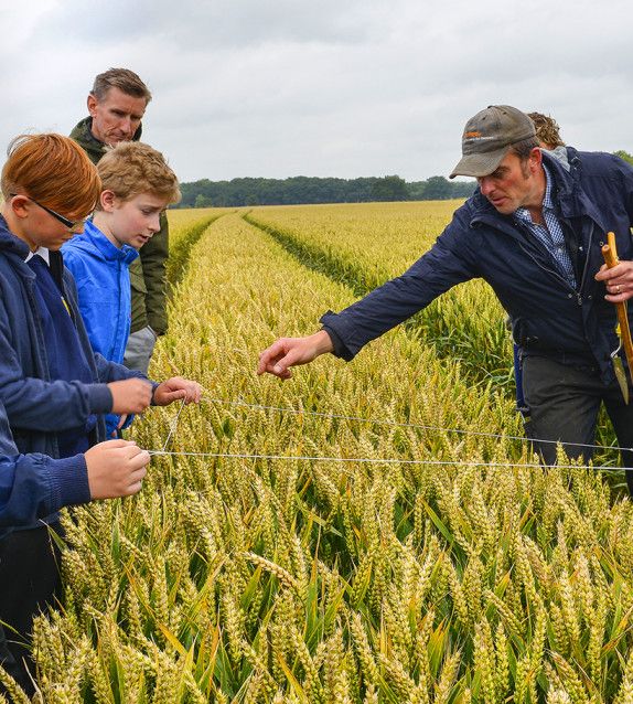 Wheat farmer and children calculating yields with children