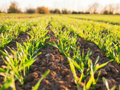 image of crops growing in a field