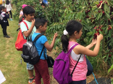 Students picking cherries