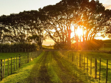 sun setting behind a tree in rural landscape