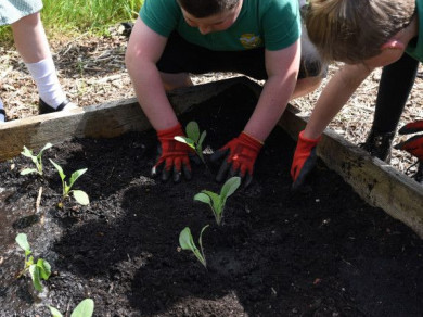 School children are attending to their growing patch