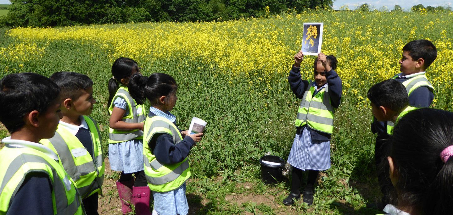 Children in rapeseed field