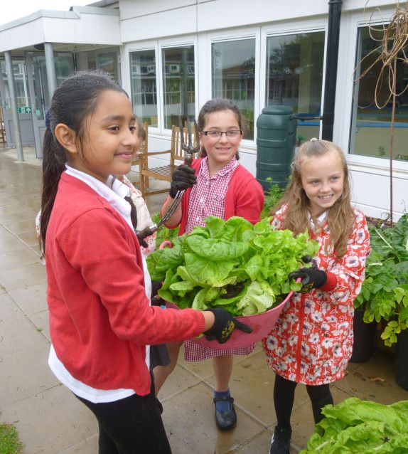 children growing food in their school
