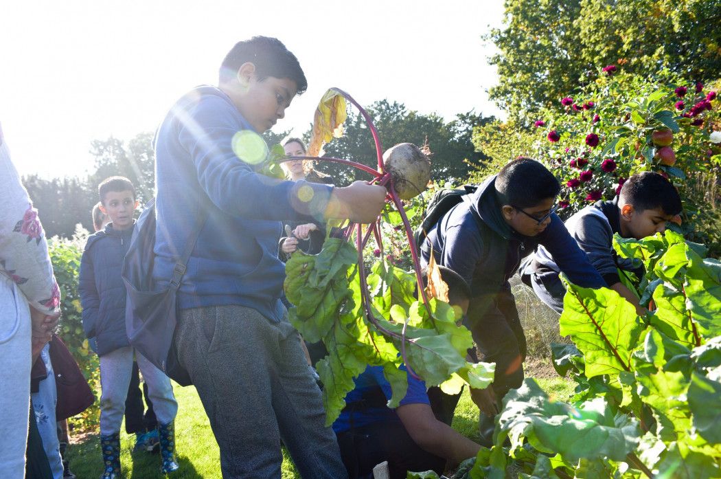 Picking vegtables