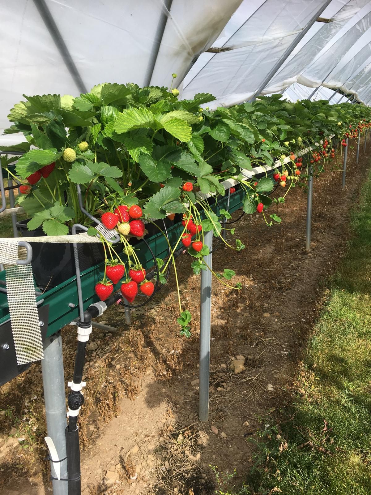 Farmer Maz'Strawberries