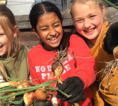 Girls picking onions