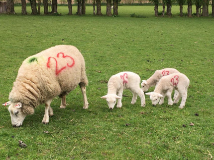 Farmer Maz' Sheep and three lambs
