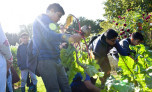 Picking vegtables