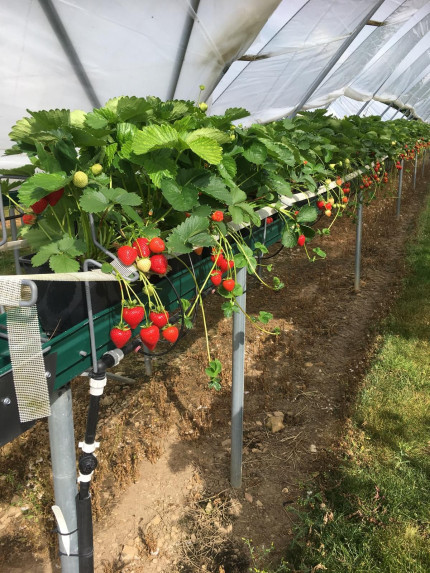 Farmer Maz'Strawberries