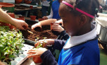 Children plant seeds