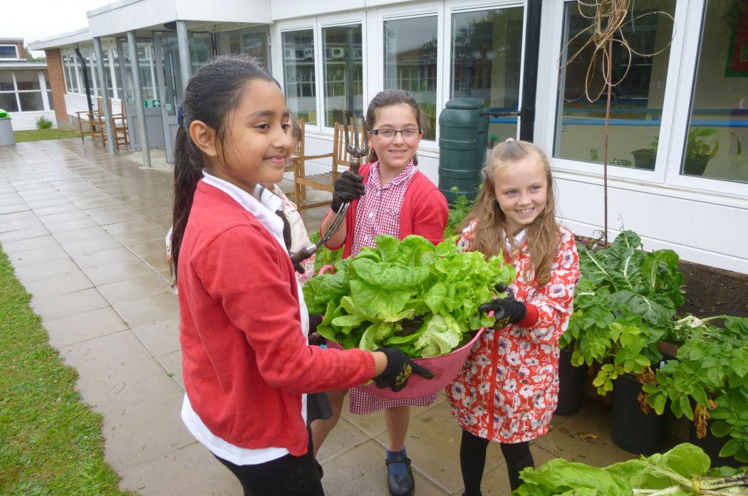 Picking vegtables